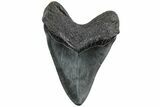 Huge, Fossil Megalodon Tooth - South Carolina #223933-2